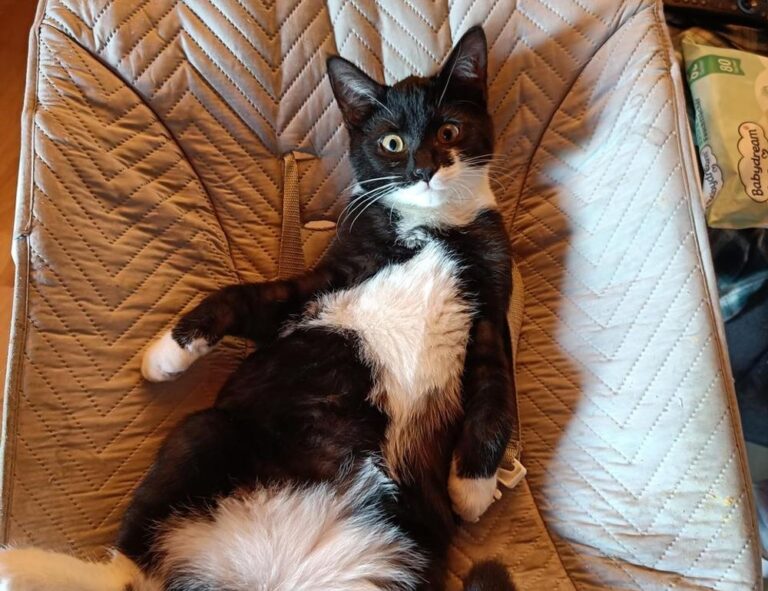 can the game honzava5 be played offline