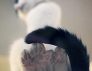 why felmusgano is important in culture